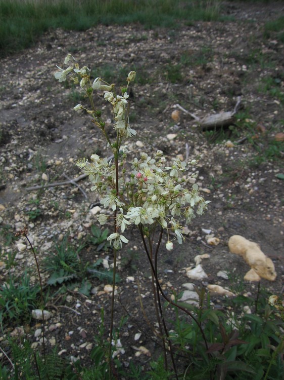 Filipendula vulgaris